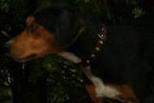 cagnolino.jpg