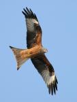 falco's picture