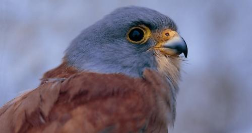 Falco grillaio (maschio)