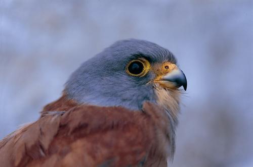 Falco grillaio (maschio)