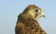Falco grillaio (femmina)
