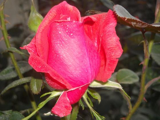 rosa rosa 2