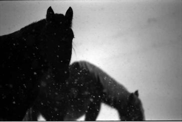 Salvatore Laurenzana, l’incanto e la grazia di uno sguardo