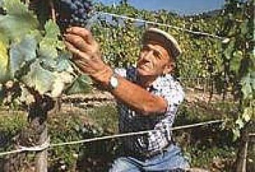 Vendemmia