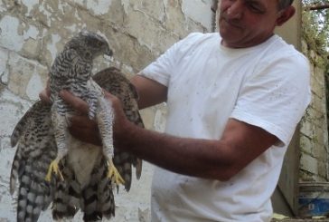 Zuffa oca / sparviero.