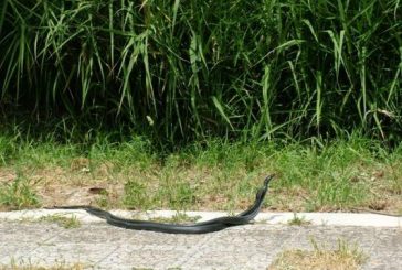 Serpenti in …love a Montescaglioso