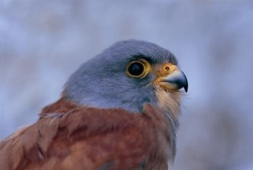 A tutela del FALCO GRILLAIO