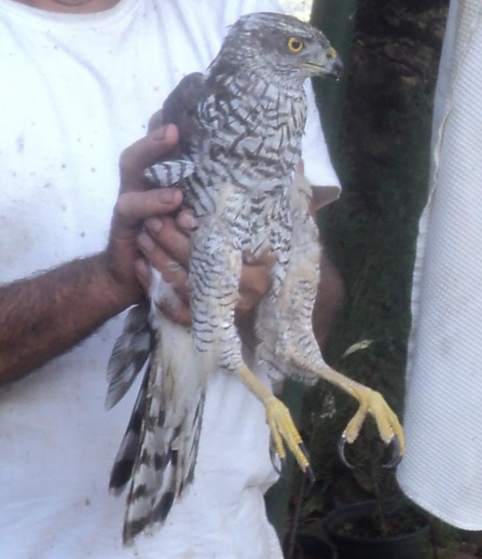 Debole e non aggressivo.