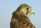 Falco grillaio