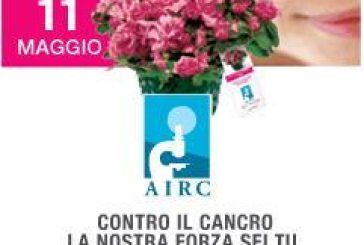 L’azalea della ricerca