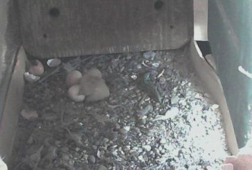 Falco grillaio la schiusa