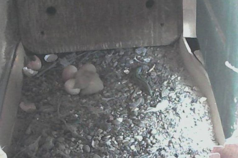 Falco grillaio la schiusa