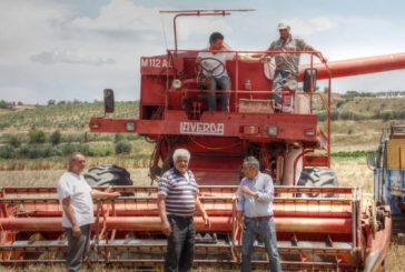 Raccolta del Grano a Montescaglioso