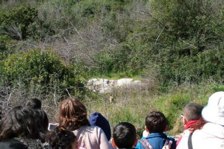 Animali in posa….nel Parco della Murgia
