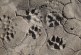 Monitoraggio della specie canis lupus nel territorio materano