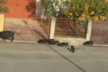 Segnaliamo a Striscia la notizia: Basta maiali in giro per il paese!