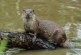 Parco Murgia Matera: confermata presenza della lontra in area del torrente Gravina
